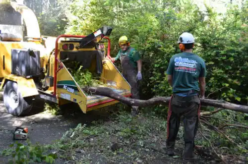 tree services Salida